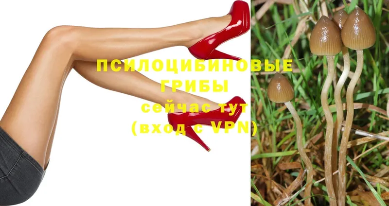 Галлюциногенные грибы Psilocybe  Ясногорск 